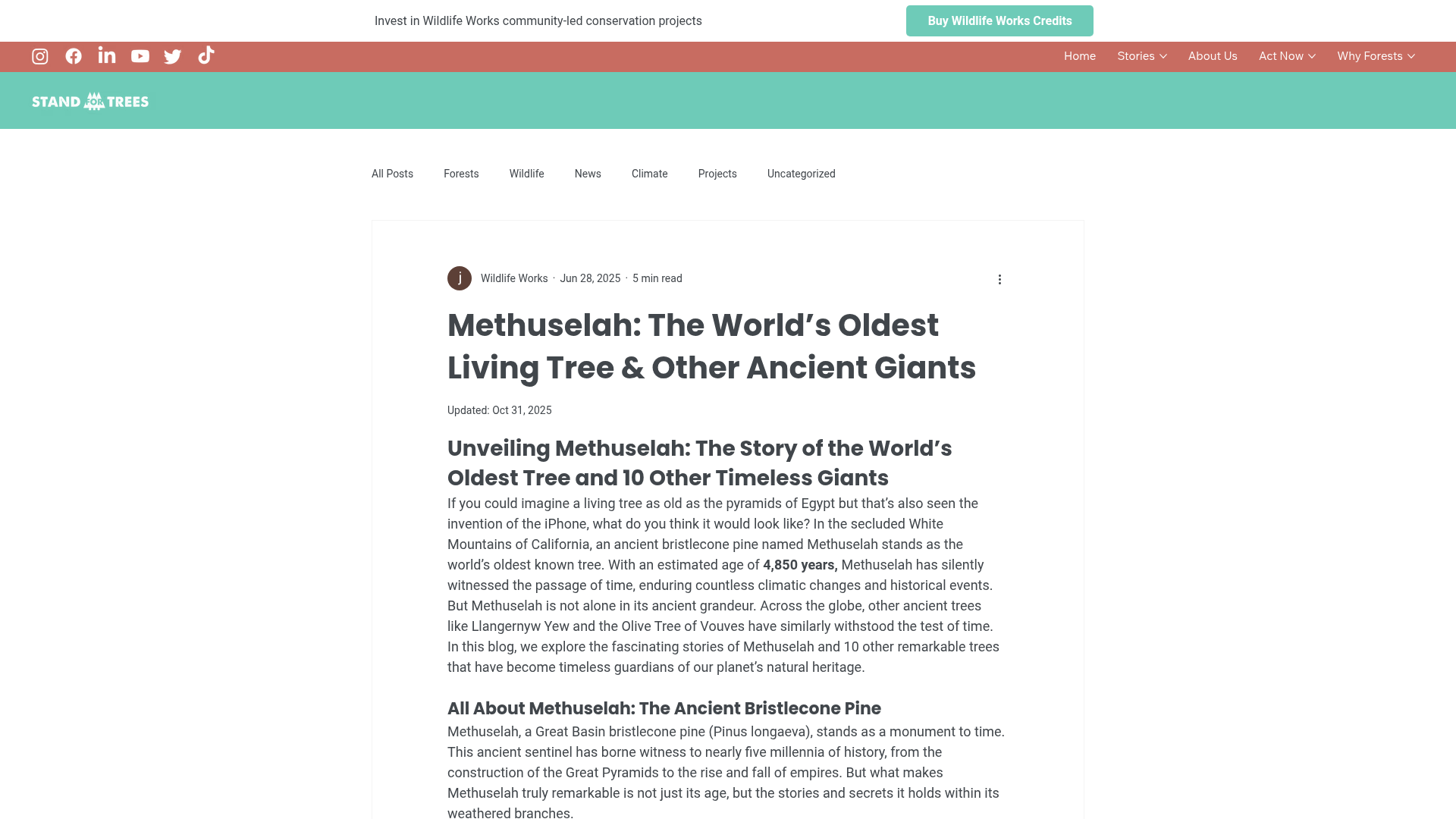 Stand For Trees blog post: Methuselah, the world's oldest living tree